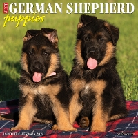 Book Cover for Just German Shepherd Puppies 2024 12 X 12 Wall Calendar by Willow Creek Press