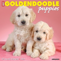 Book Cover for Just Golden Puppies 2024 12 X 12 Wall Calendar by Willow Creek Press