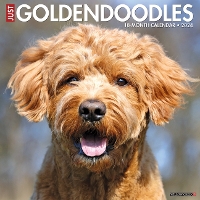 Book Cover for Just Goldendoodles 2024 12 X 12 Wall Calendar by Willow Creek Press