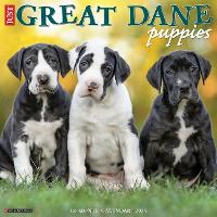 Book Cover for Just Great Dane Puppies 2024 12 X 12 Wall Calendar by Willow Creek Press