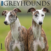 Book Cover for Just Greyhounds 2024 12 X 12 Wall Calendar by Willow Creek Press