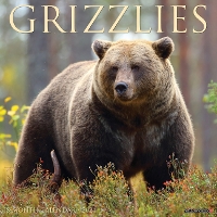 Book Cover for Grizzlies 2024 12 X 12 Wall Calendar by Willow Creek Press