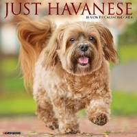 Book Cover for Just Havanese 2024 12 X 12 Wall Calendar by Willow Creek Press