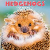 Book Cover for Hedgehogs 2024 12 X 12 Wall Calendar by Willow Creek Press