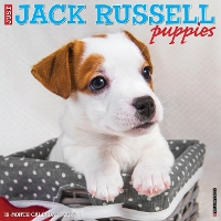 Book Cover for Just Jack Russell Puppies 2024 12 X 12 Wall Calendar by Willow Creek Press