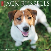 Book Cover for Just Jack Russells 2024 12 X 12 Wall Calendar by Willow Creek Press