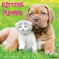 Book Cover for Kittens & Puppies 2024 12 X 12 Wall Calendar by Willow Creek Press