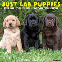 Book Cover for Just Lab Puppies 2024 12 X 12 Wall Calendar by Willow Creek Press