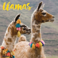 Book Cover for Llamas 2024 12 X 12 Wall Calendar by Willow Creek Press