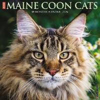 Book Cover for Just Maine Coon Cats 2024 12 X 12 Wall Calendar by Willow Creek Press