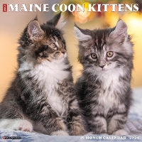 Book Cover for Just Maine Coon Kittens 2024 12 X 12 Wall Calendar by Willow Creek Press