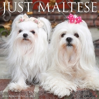 Book Cover for Just Maltese 2024 12 X 12 Wall Calendar by Willow Creek Press