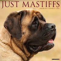 Book Cover for Just Mastiffs 2024 12 X 12 Wall Calendar by Willow Creek Press