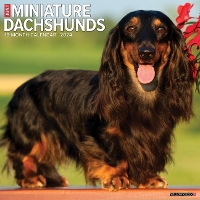 Book Cover for Just Miniature Dachshunds 2024 12 X 12 Wall Calendar by Willow Creek Press