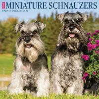 Book Cover for Just Miniature Schnauzers 2024 12 X 12 Wall Calendar by Willow Creek Press