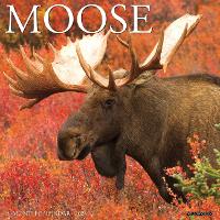 Book Cover for Moose 2024 12 X 12 Wall Calendar by Willow Creek Press