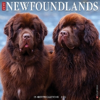 Book Cover for Just Newfoundlands 2024 12 X 12 Wall Calendar by Willow Creek Press
