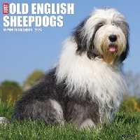 Book Cover for Just Old English Sheepdogs 2024 12 X 12 Wall Calendar by Willow Creek Press