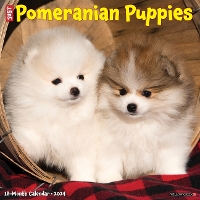 Book Cover for Just Pomeranian Puppies 2024 12 X 12 Wall Calendar by Willow Creek Press