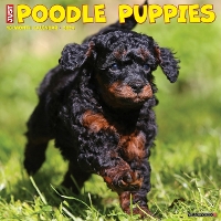 Book Cover for Just Poodle Puppies 2024 12 X 12 Wall Calendar by Willow Creek Press