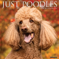 Book Cover for Just Poodles 2024 12 X 12 Wall Calendar by Willow Creek Press