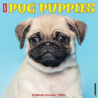 Book Cover for Just Pug Puppies 2024 12 X 12 Wall Calendar by Willow Creek Press