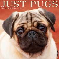 Book Cover for Just Pugs 2024 12 X 12 Wall Calendar by Willow Creek Press