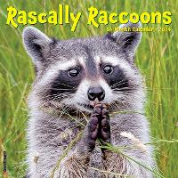 Book Cover for Rascally Raccoons 2024 12 X 12 Wall Calendar by Willow Creek Press