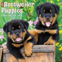 Book Cover for Just Rottweiler Puppies 2024 12 X 12 Wall Calendar by Willow Creek Press