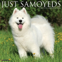 Book Cover for Just Samoyeds 2024 12 X 12 Wall Calendar by Willow Creek Press