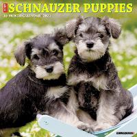 Book Cover for Just Schnauzer Puppies 2024 12 X 12 Wall Calendar by Willow Creek Press