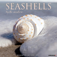 Book Cover for Seashells 2024 12 X 12 Wall Calendar by Willow Creek Press