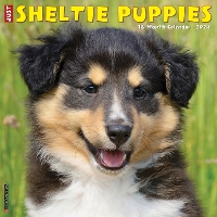 Book Cover for Just Sheltie Puppies 2024 12 X 12 Wall Calendar by Willow Creek Press