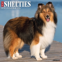 Book Cover for Just Shelties 2024 12 X 12 Wall Calendar by Willow Creek Press