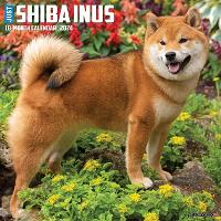 Book Cover for Just Shiba Inus 2024 12 X 12 Wall Calendar by Willow Creek Press