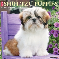 Book Cover for Just Shih Tzu Puppies 2024 12 X 12 Wall Calendar by Willow Creek Press