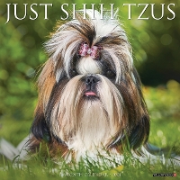 Book Cover for Just Shih Tzus 2024 12 X 12 Wall Calendar by Willow Creek Press