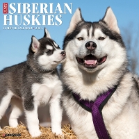 Book Cover for Just Siberian Huskies 2024 12 X 12 Wall Calendar by Willow Creek Press