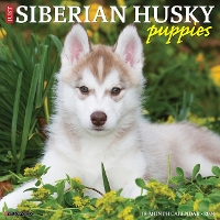 Book Cover for Just Siberian Husky Puppies 2024 12 X 12 Wall Calendar by Willow Creek Press