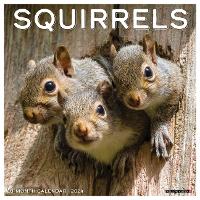 Book Cover for Squirrels 2024 12 X 12 Wall Calendar by Willow Creek Press