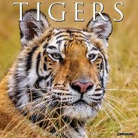 Book Cover for Tigers 2024 12 X 12 Wall Calendar by Willow Creek Press