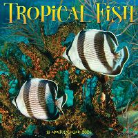 Book Cover for Tropical Fish 2024 12 X 12 Wall Calendar by Willow Creek Press