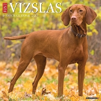 Book Cover for Just Vizslas 2024 12 X 12 Wall Calendar by Willow Creek Press