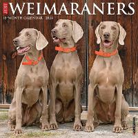 Book Cover for Just Weimaraners 2024 12 X 12 Wall Calendar by Willow Creek Press