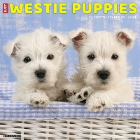 Book Cover for Just Westie Puppies 2024 12 X 12 Wall Calendar by Willow Creek Press