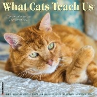 Book Cover for What Cats Teach Us 2024 12 X 12 Wall Calendar by Willow Creek Press