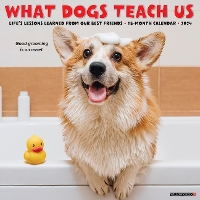 Book Cover for What Dogs Teach Us 2024 12 X 12 Wall Calendar by Willow Creek Press