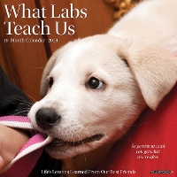 Book Cover for What Labs Teach Us 2024 12 X 12 Wall Calendar by Willow Creek Press
