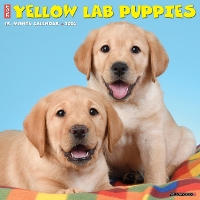 Book Cover for Just Yellow Lab Puppies 2024 12 X 12 Wall Calendar by Willow Creek Press