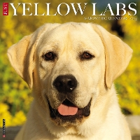 Book Cover for Just Yellow Labs 2024 12 X 12 Wall Calendar by Willow Creek Press